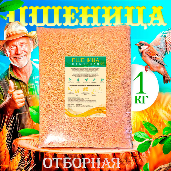 Пшеница 1 кг отборная для проращивания,зерно для микрозелени,трава для ...