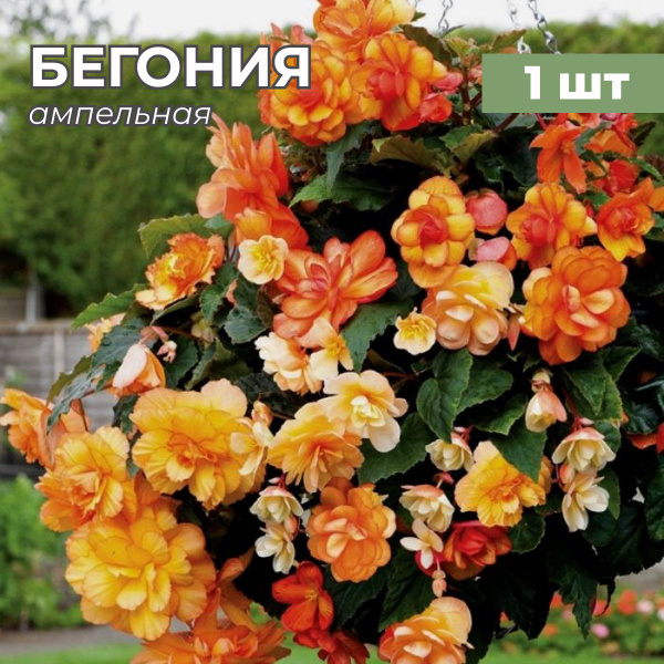 Клубни Бегония Калатея купить по выгодной цене в интернет-магазине OZON ...