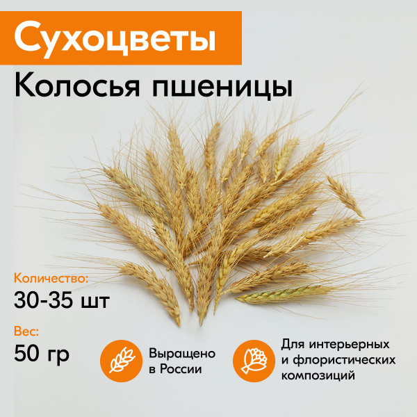 Сухоцветы Элитупак Пшеница, 15 см, 50 гр купить по выгодной цене в ...