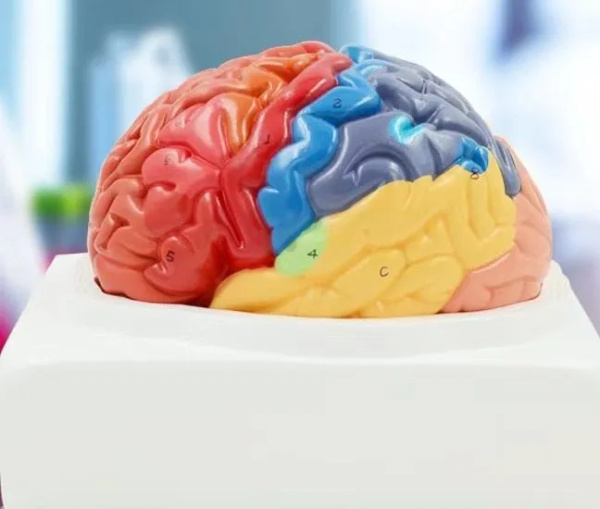 Многоцветная анатомическая модель головного мозга человека купить на ...