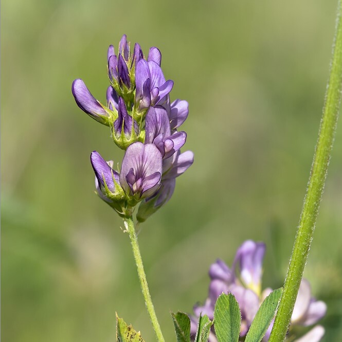 люцерна синяя посевная. соцветие люцерны. люцерна синегибридная. люцерна изменчивая. люцерна серповидная.