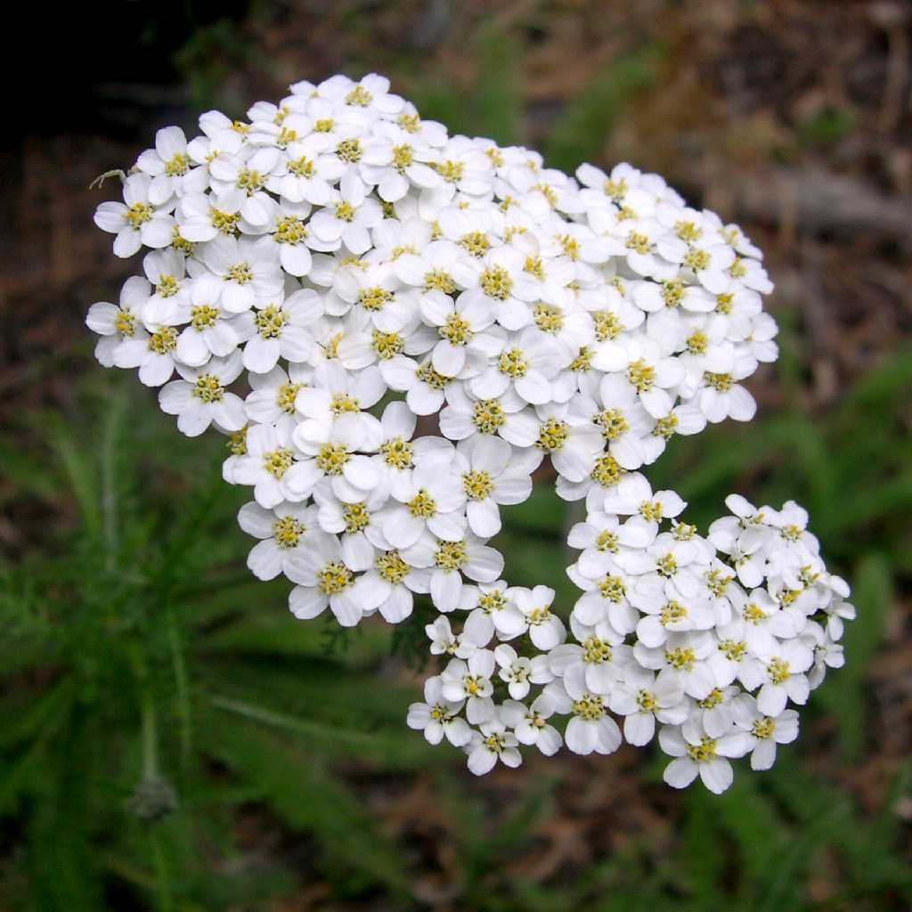 Тысячелистник (achilléamillefólium)