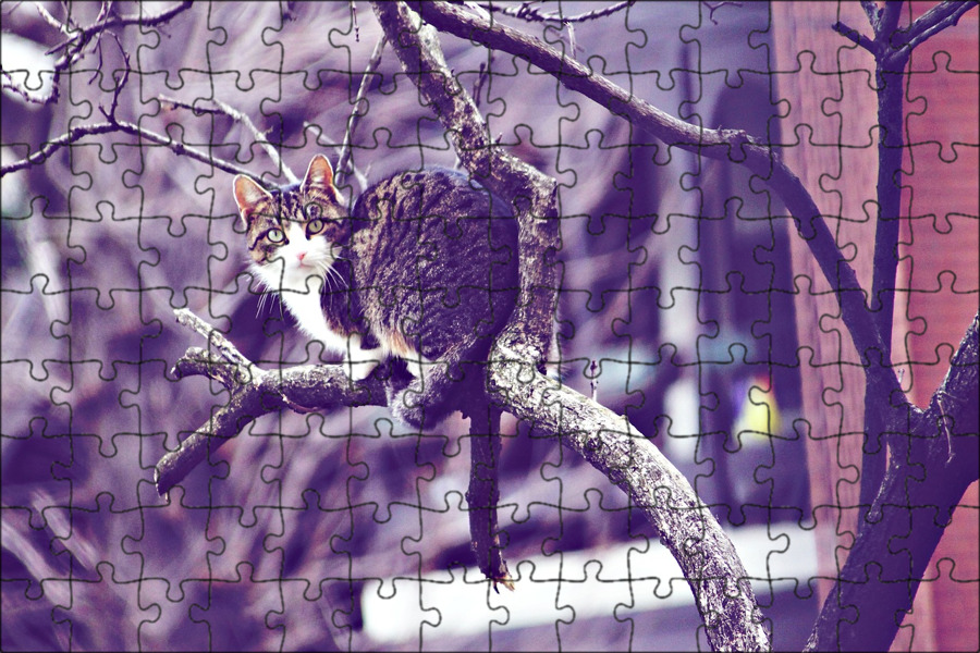 The cat is in the tree