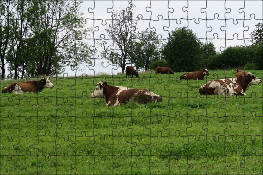 Фото коровы на лугу в деревне Фото коровы на лугу в деревне