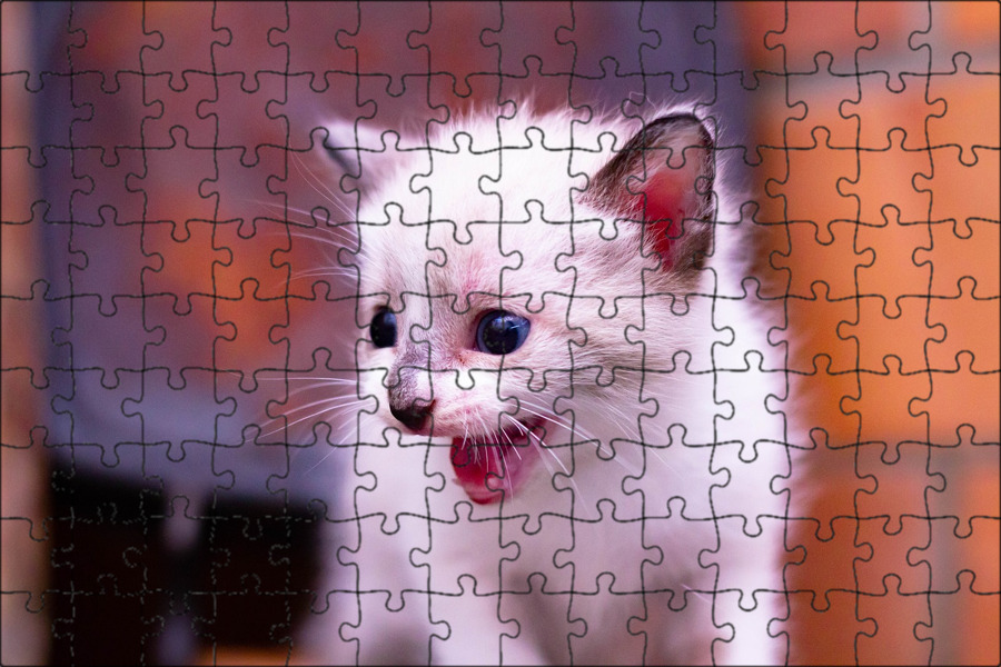 Baby kitten актриса. Baby kitten aka baby kitten. Бейби киттен. Красивые котята. Бейби киттен.