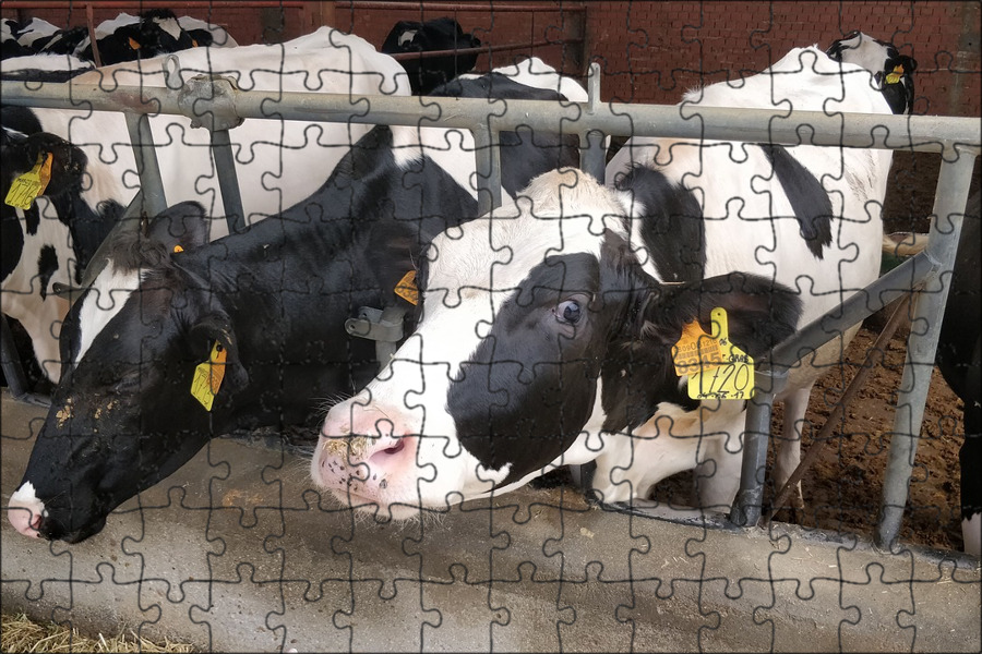 молочная продукция ферма. фермерское хозяйство молоко сайт. фермер с коровой. ферма продает молоко. молоко домашнее.