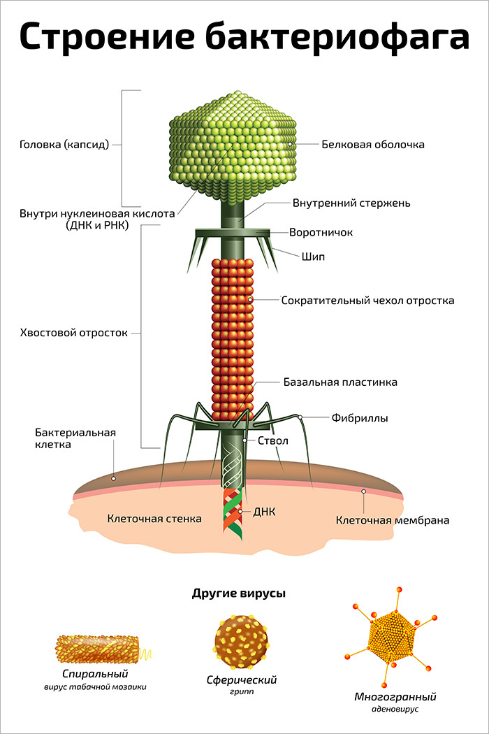 Бактериофаги: медицина будущего