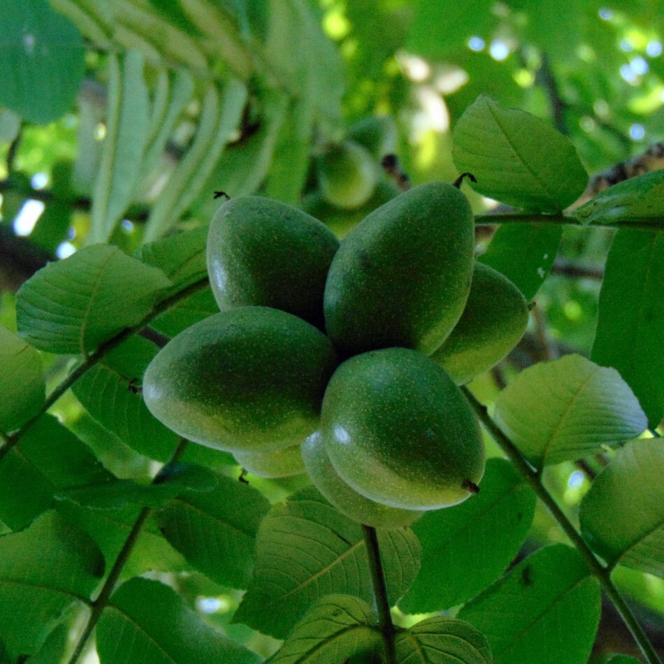 Орех сердцевидный (Juglans cordiformis Max.)