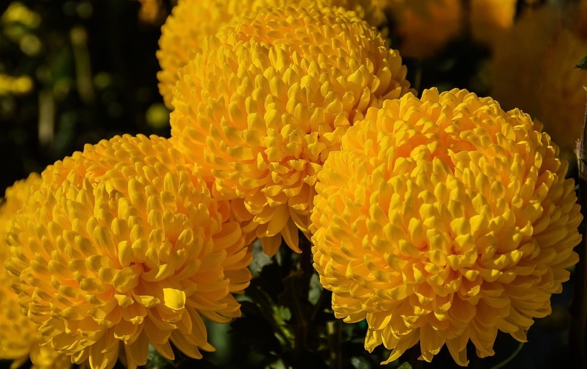Желтые шары цветы фото и названия