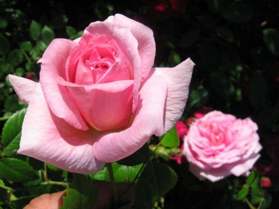 Ламберт клосс канадская роза описание и фото