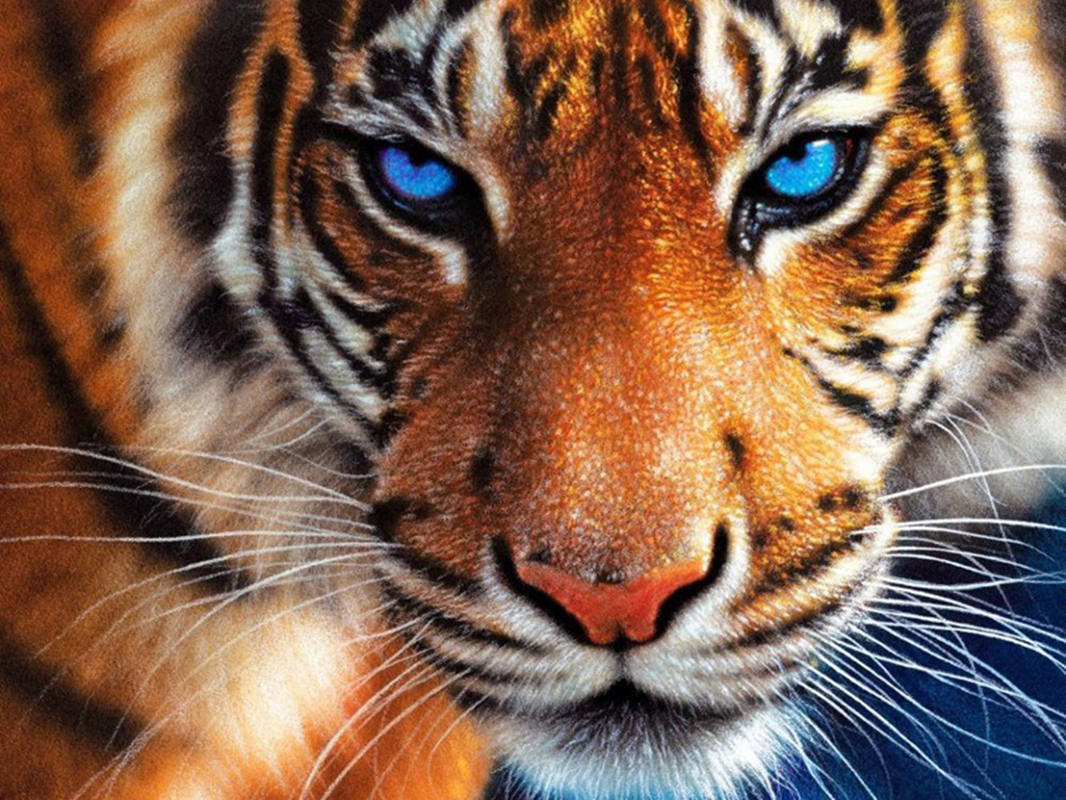 Голубоглазый тигр арт