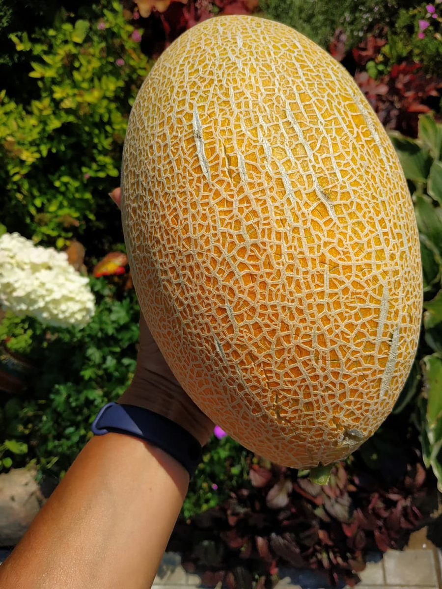 Дыня фортуна. Дыня инея. Семена дыни дидона. Сорт дыни фортуна. Аф "поиск" дыня фортуна.