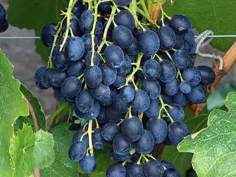 Фото и описание винограда аттика фото и описание