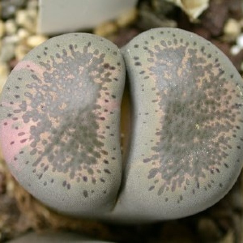 Lithops terricolor