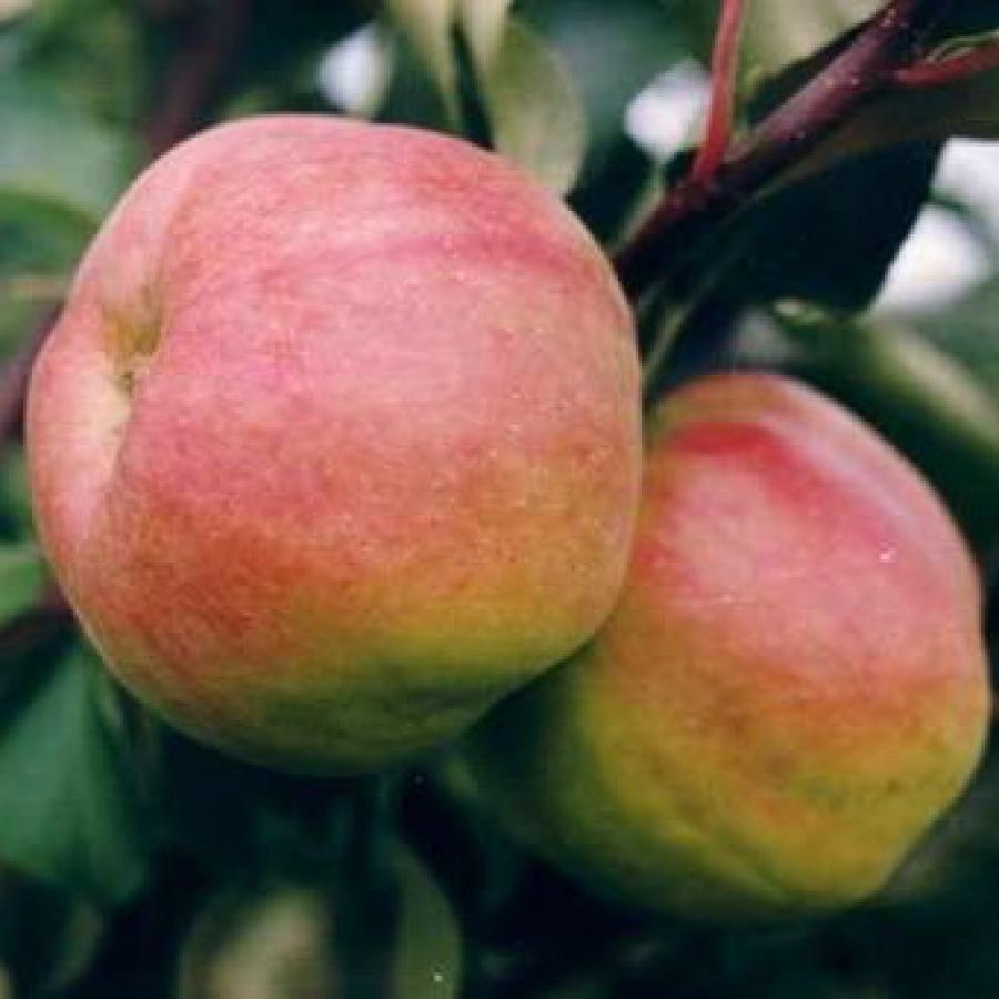 Сорт яблок жигулевское фото и описание сорта
