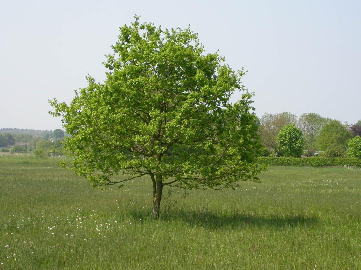 Дуб черешчатый (Quercus Robur) саженец