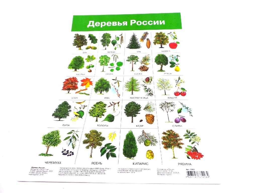 Виды деревьев россии фото и названия