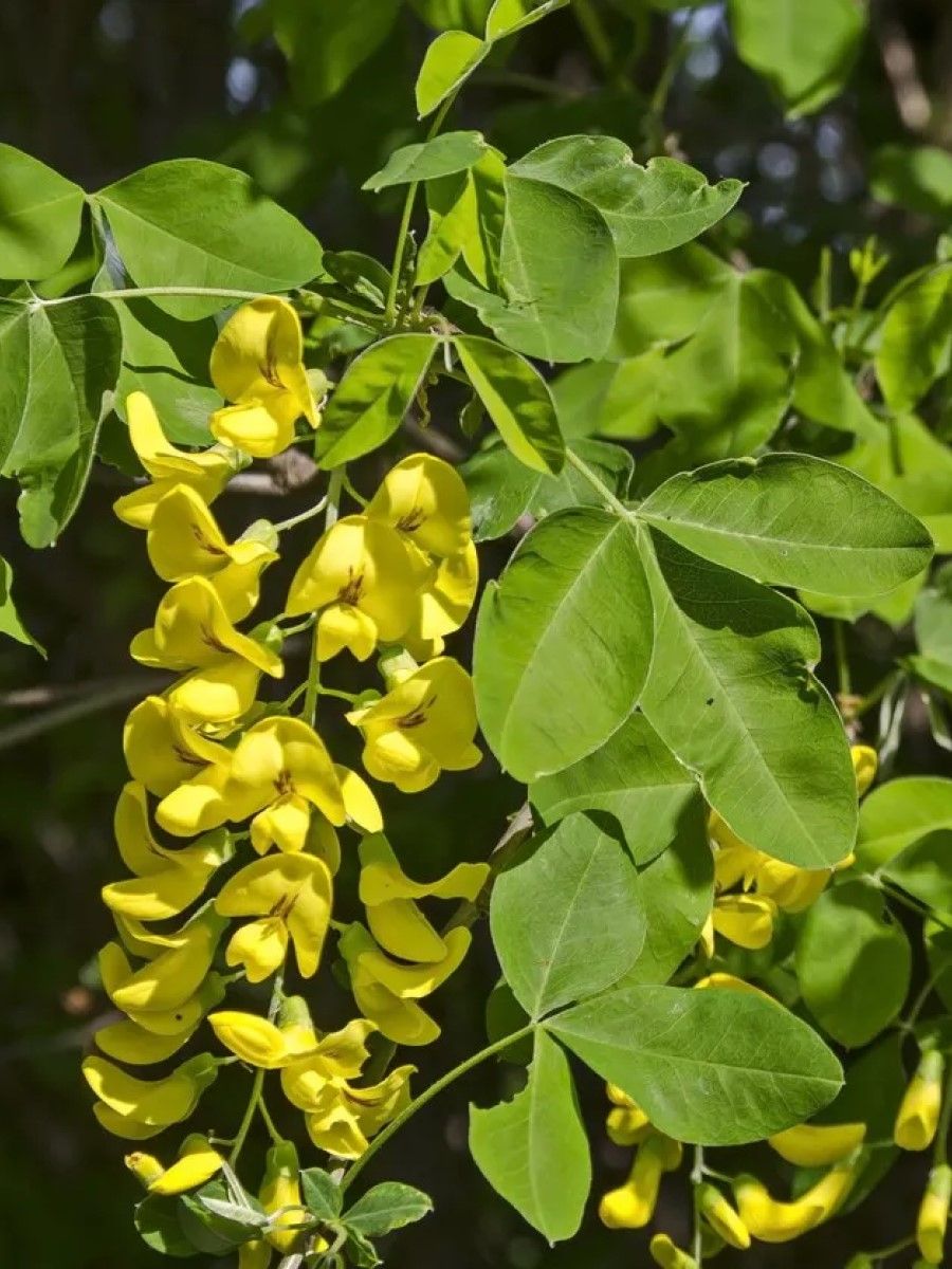 Семена Карагана Коршинского (Caragana korshinskii), 10 штук