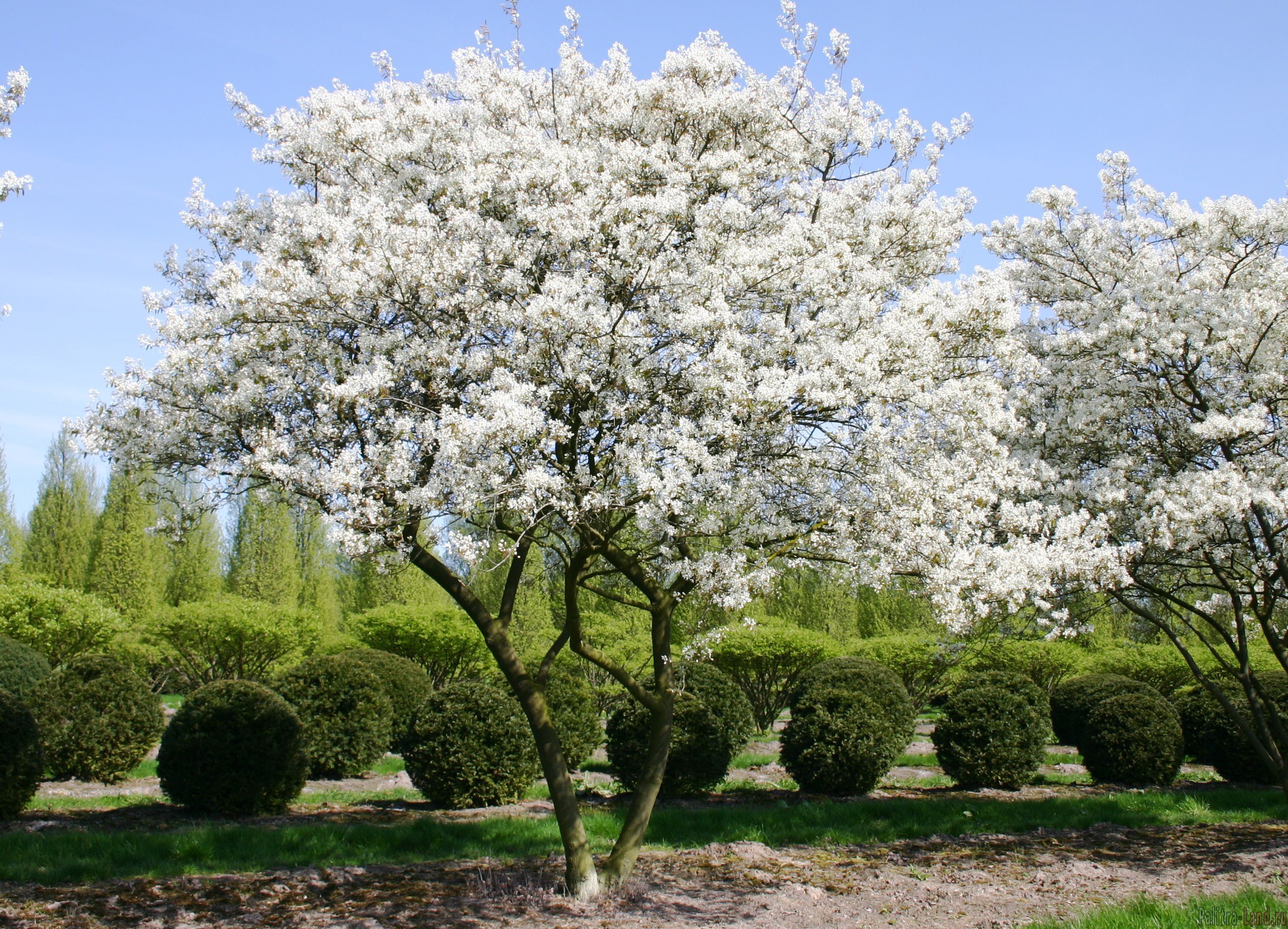 Период цветения деревьев. Ирга Ламарка (Amelanchier lamarckii). Ирга канадская (Amelanchier canadensis). Ирга канадская "Ламарка" (Amelanchier lamarckii). Ирга Amelanchier lamarckii.