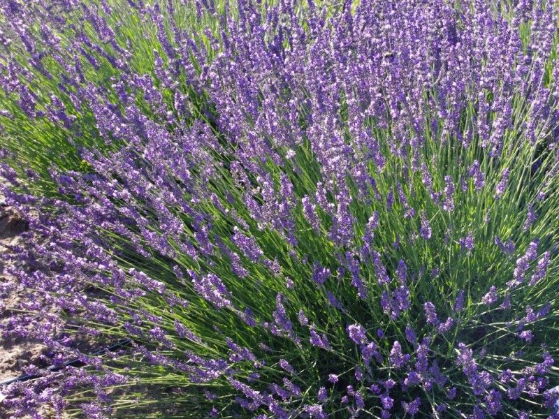 Лаванда узколистная феноменал. Лаванда гибридная феноменал. Лаванда хидкот блю. Лаванда узколистная phenomenal (феноменал). Лаванда узколистная munstead.