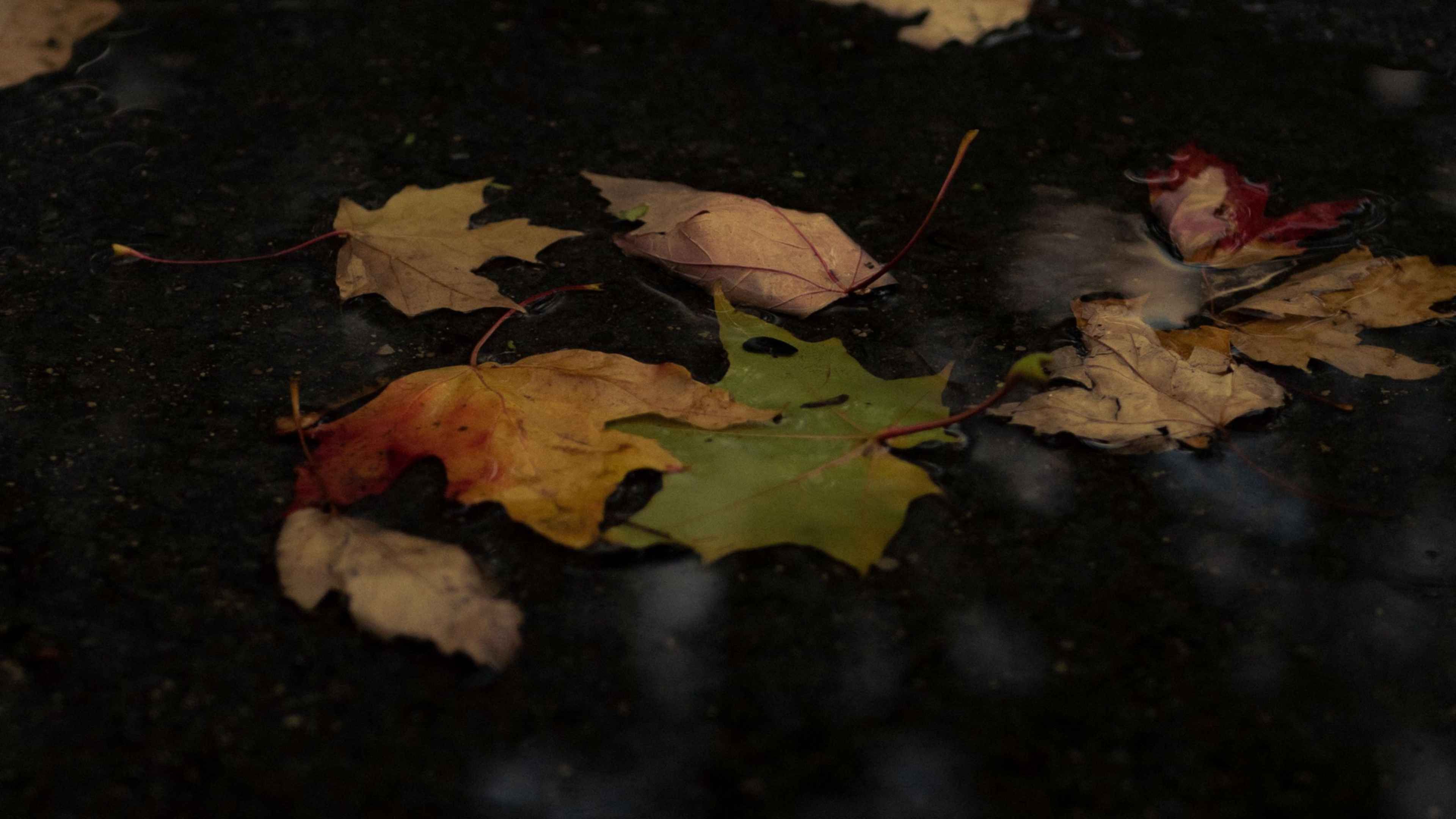 Опавшие листья терпеливо. Осень Эстетика. Осенние листья в луже. Опавшая листва. Опавшие листья.