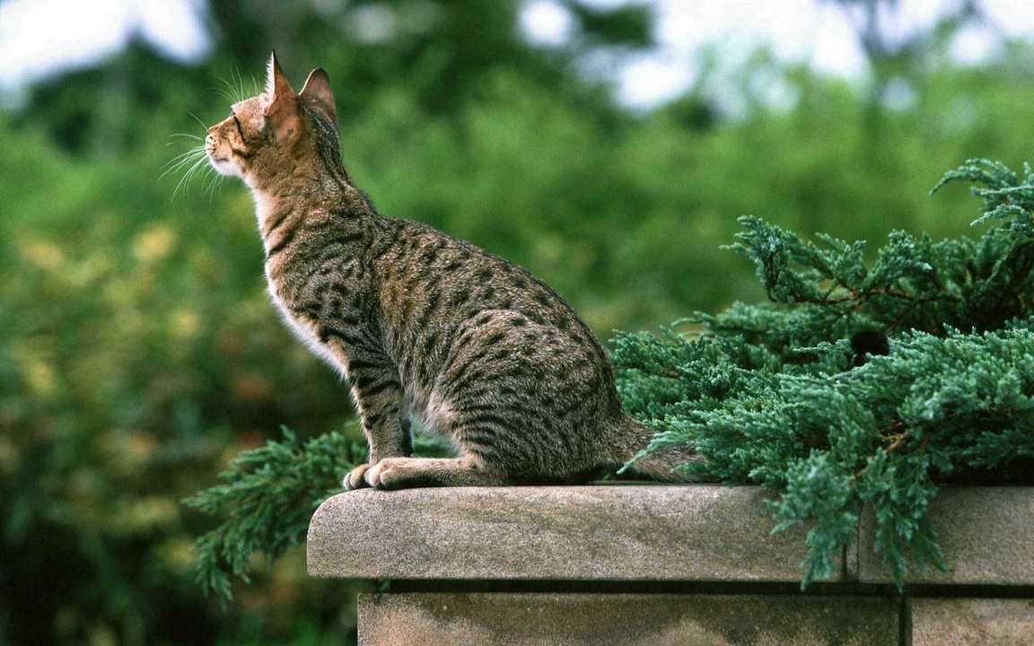 Сидящий кот