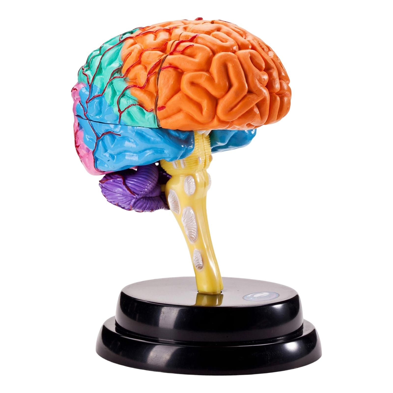 Brain pro. Пластиковая модель мозга. Ручная модель мозга. Модель объемная головного мозга, разборная.