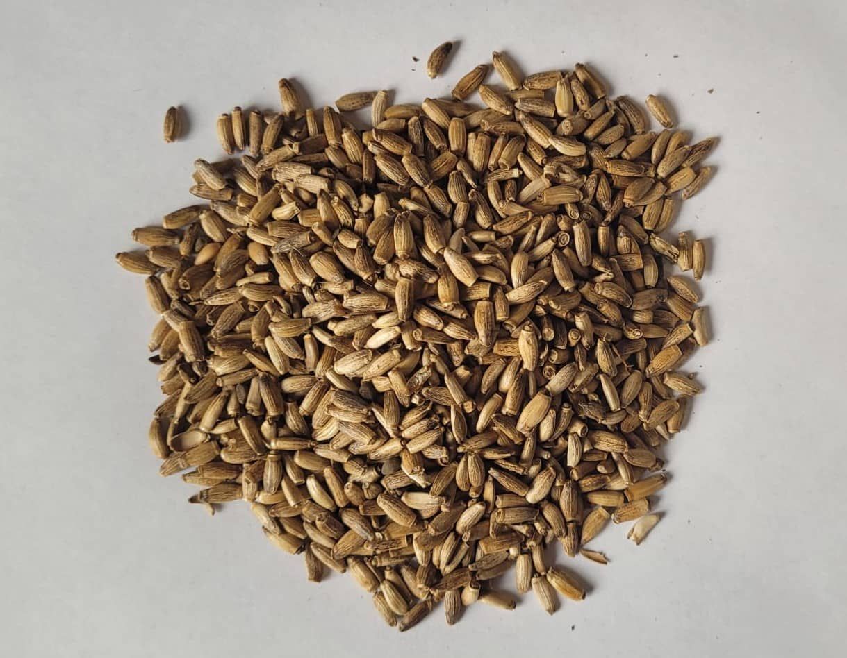 Milk Thistle Seeds at Rs 1200 in Dehradun - ID: 5426917 Paritosh Herbals