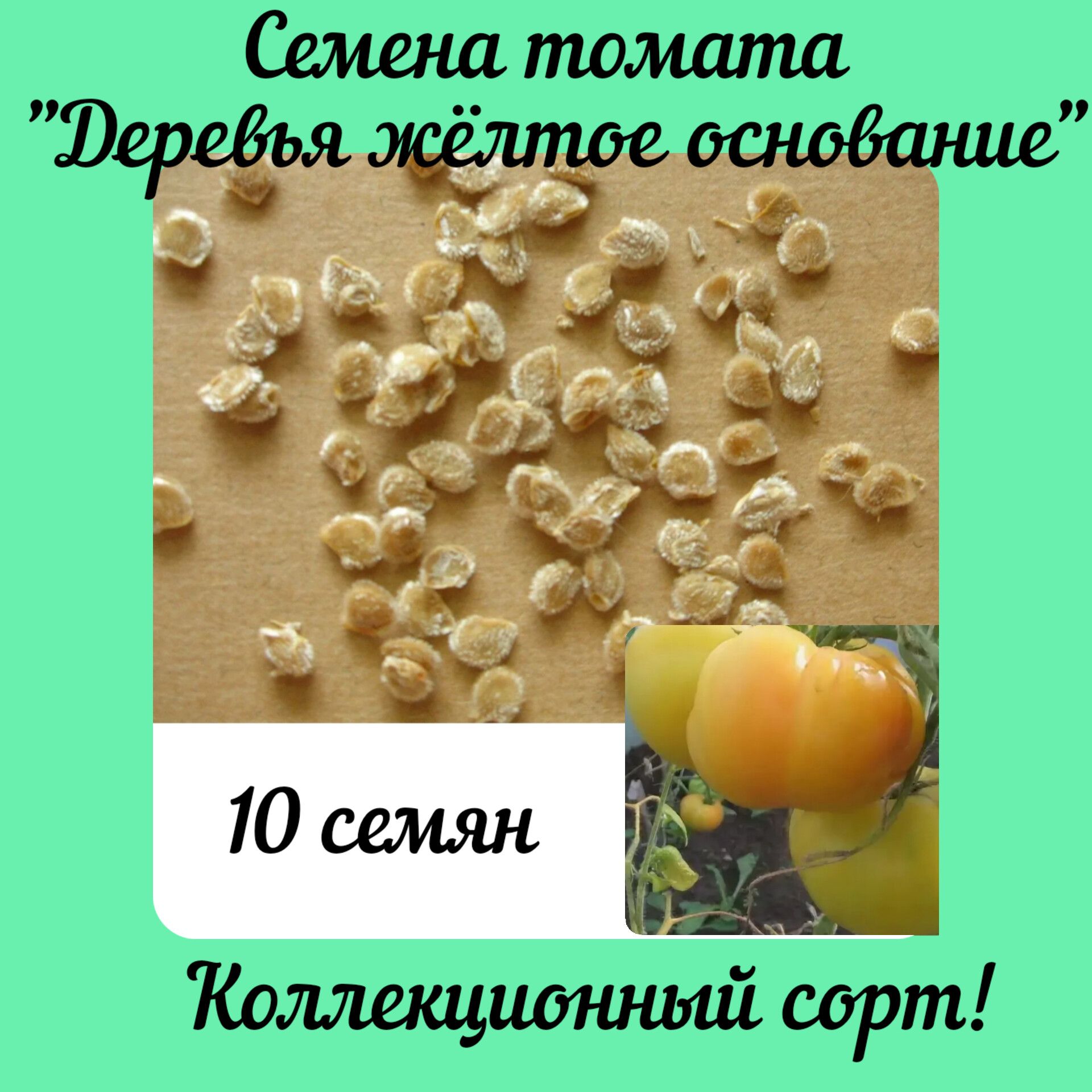 Строение семени томата