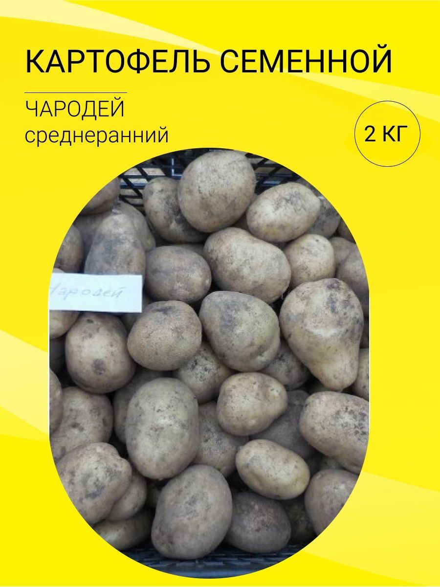 Картофель Чародей Купить Семена