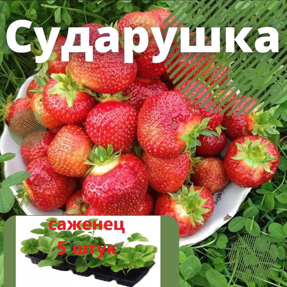 Клубника сорт сударушка отзывы. Клубника сорт сударушка отзывы