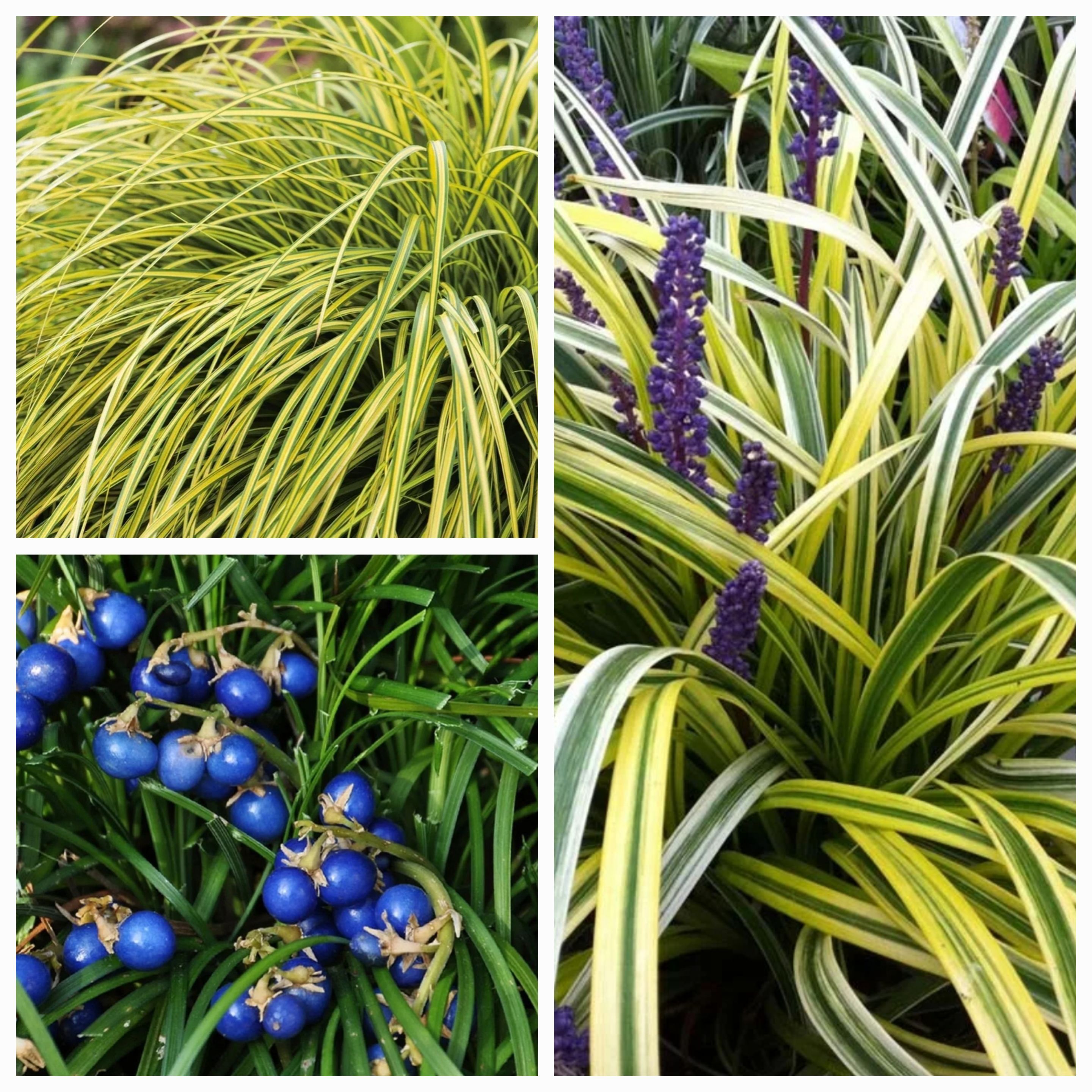 Ядовитое травянистое растение с синими цветами