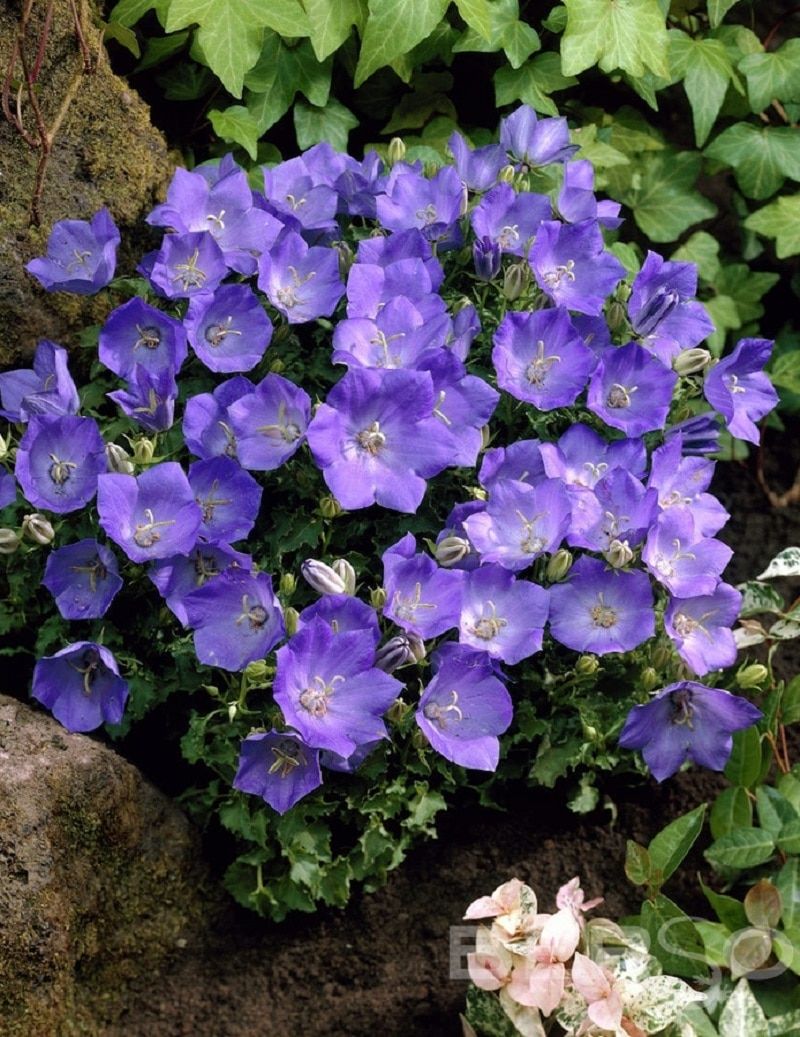 Колокольчик Карпатский (Campanula Carpatica)