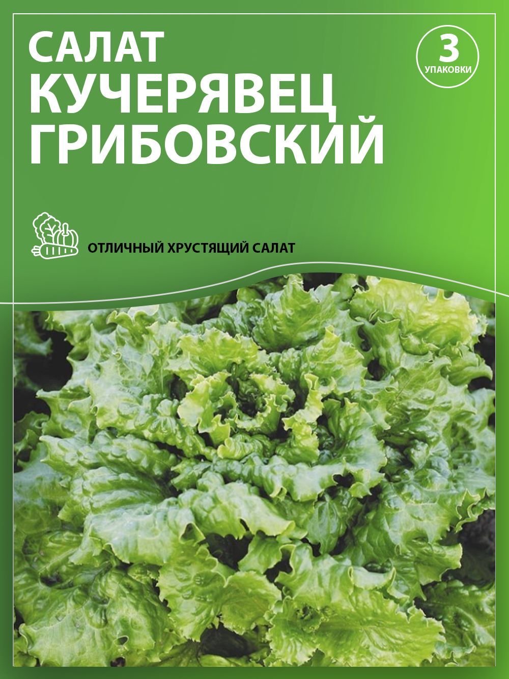 Салат московский парниковый фото. Салат Кучерявец Грибовский. Салат Кучерявец Сибирский. Растение салат Грибовский Кучерявец. Семена салат Кучерявец Грибовский, 0,5гр.