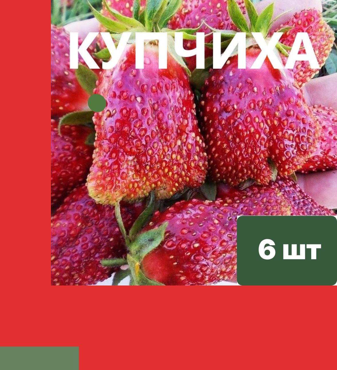 Земклубника"Купчиха"6штуксаженцев