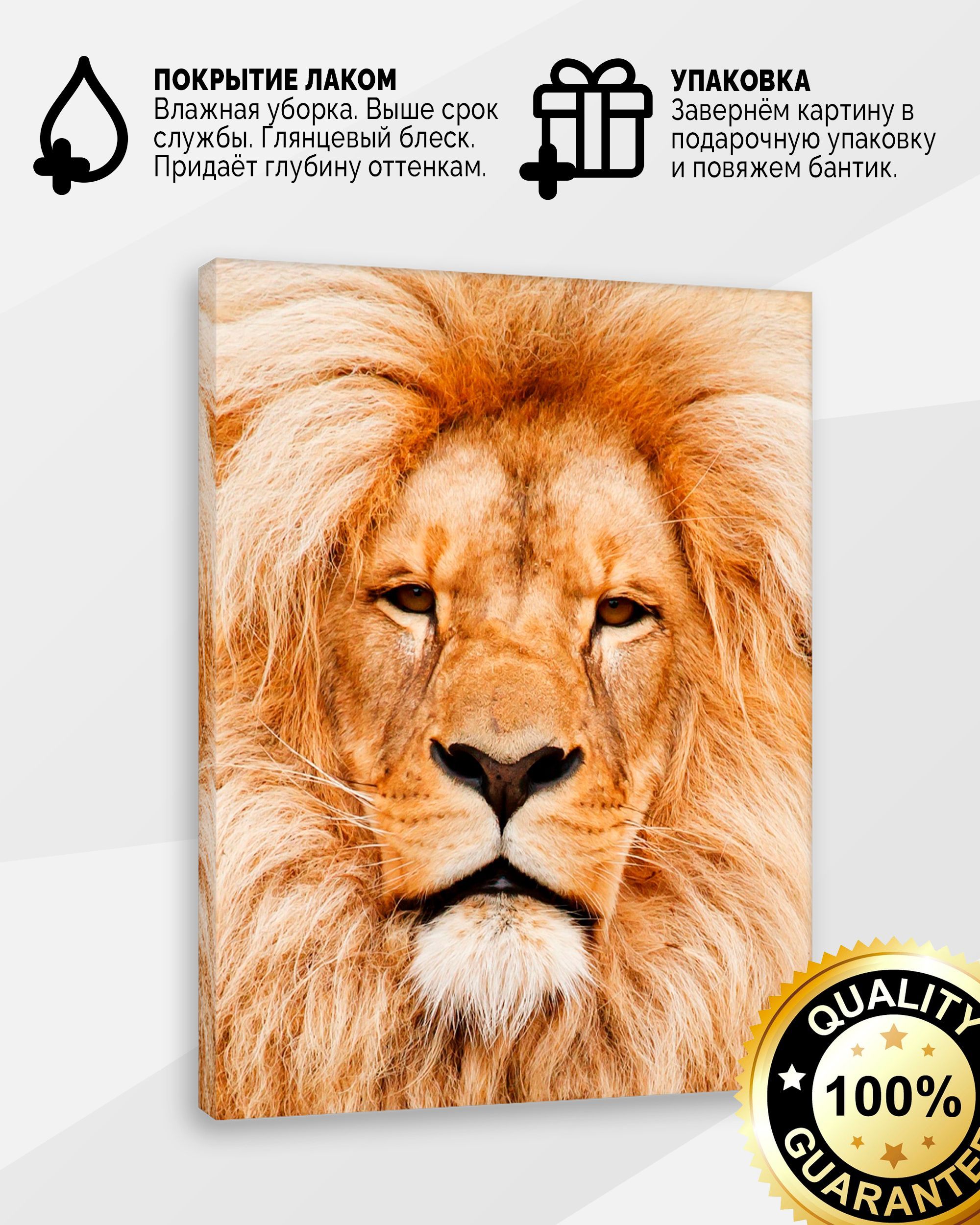 Красивые животные. Картина лев с очками краски с номерами. Лев спит. Лев 60. Лев 60.