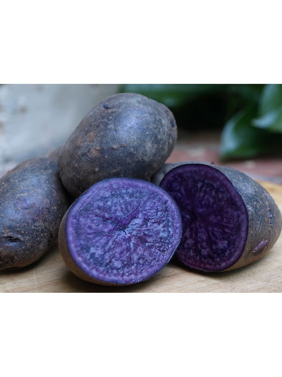 Картофель Вителотте фиолетовый