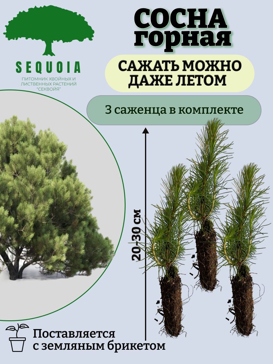 Горная сосна - 3 саженца - купить с доставкой по выгодным ценам в  интернет-магазине OZON (986217858)