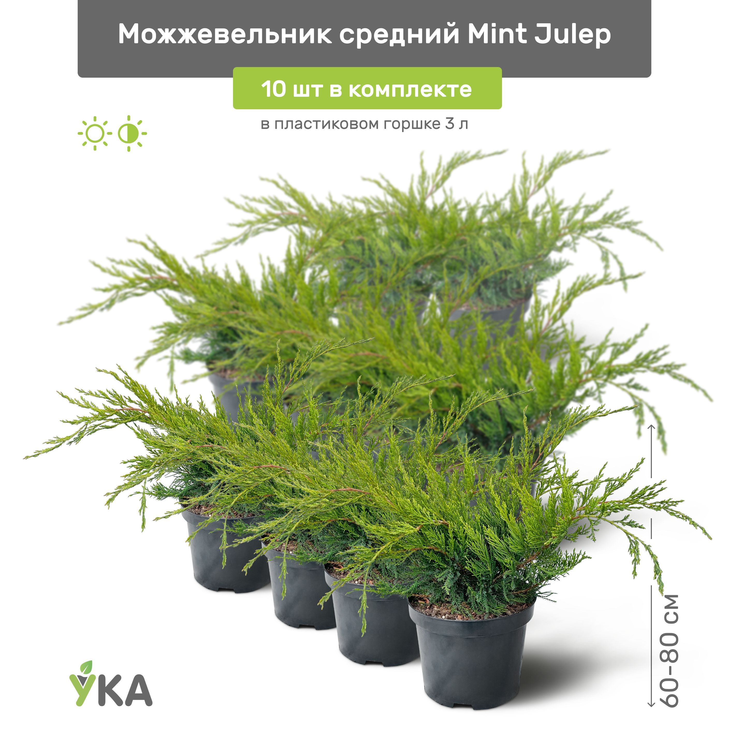 Можжевельник минт джулеп. Можжевельник Пфитцериана Mint Julep.