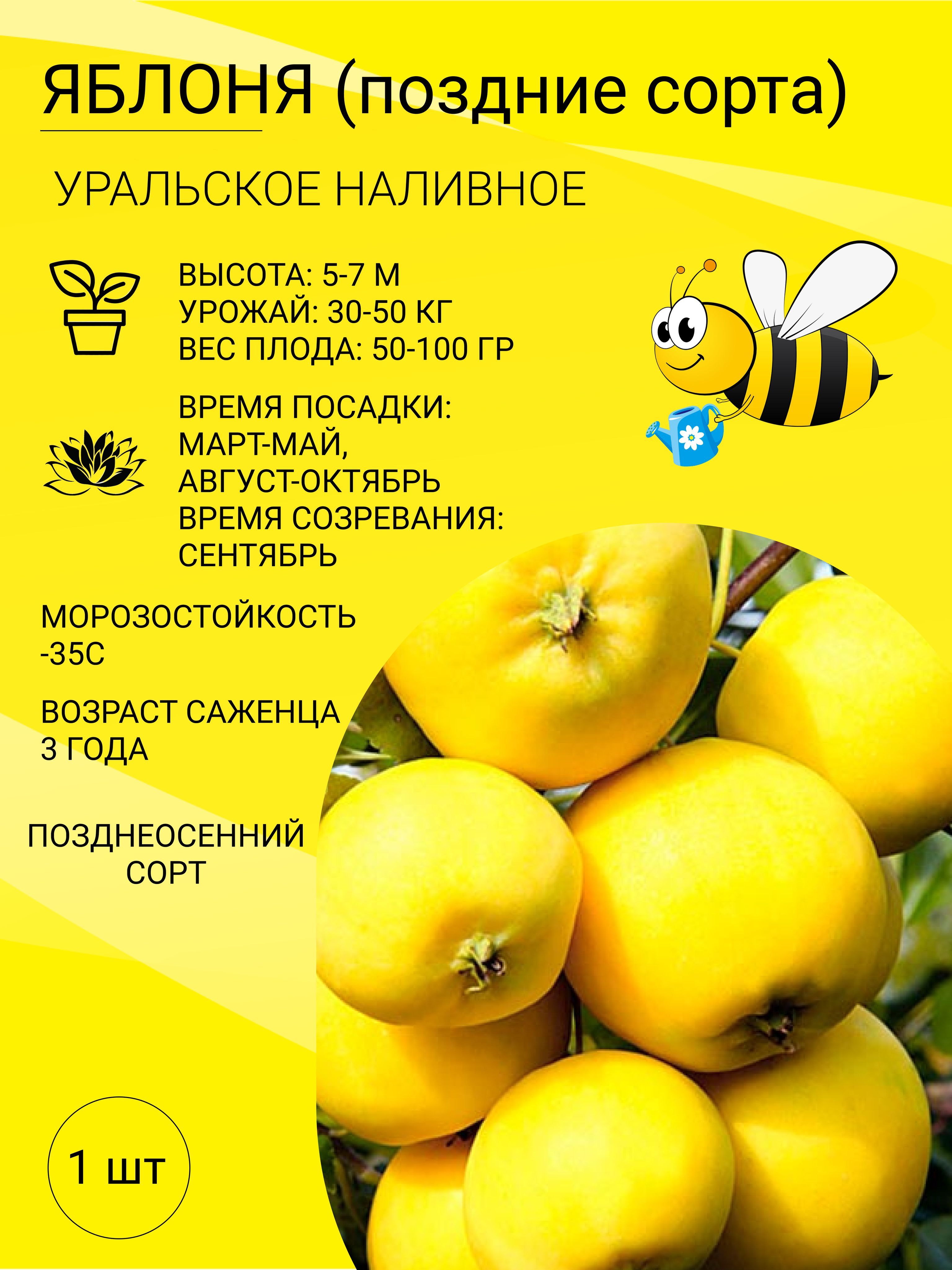 Яблоня уральское наливное. Сорт яблони уральское наливное. Яблоня полукультурная уральское наливное. Яблоня полукультурная уральское наливное. Яблоня полукультурка уральское наливное.