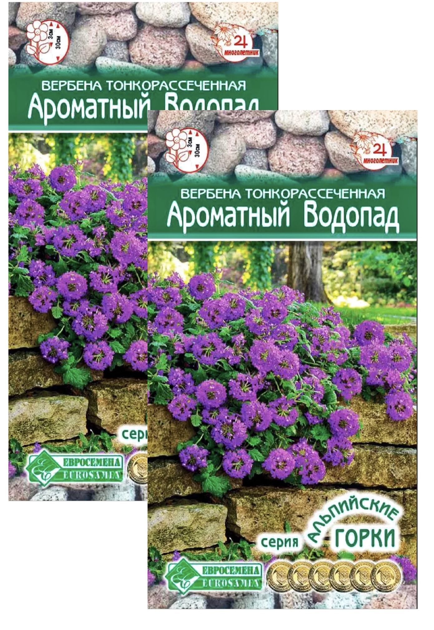 Вербена тонкорассеченная ароматный водопад. Вербена тонкорассеченная синяя ночь. Вербена тонкорассеченная Элизабет.