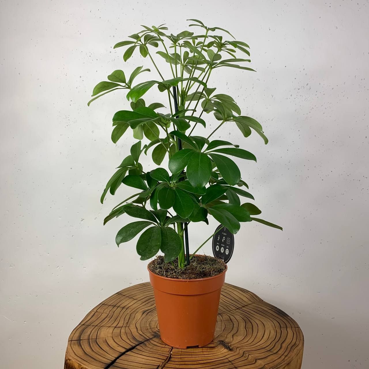 Schefflera Taiwaniana