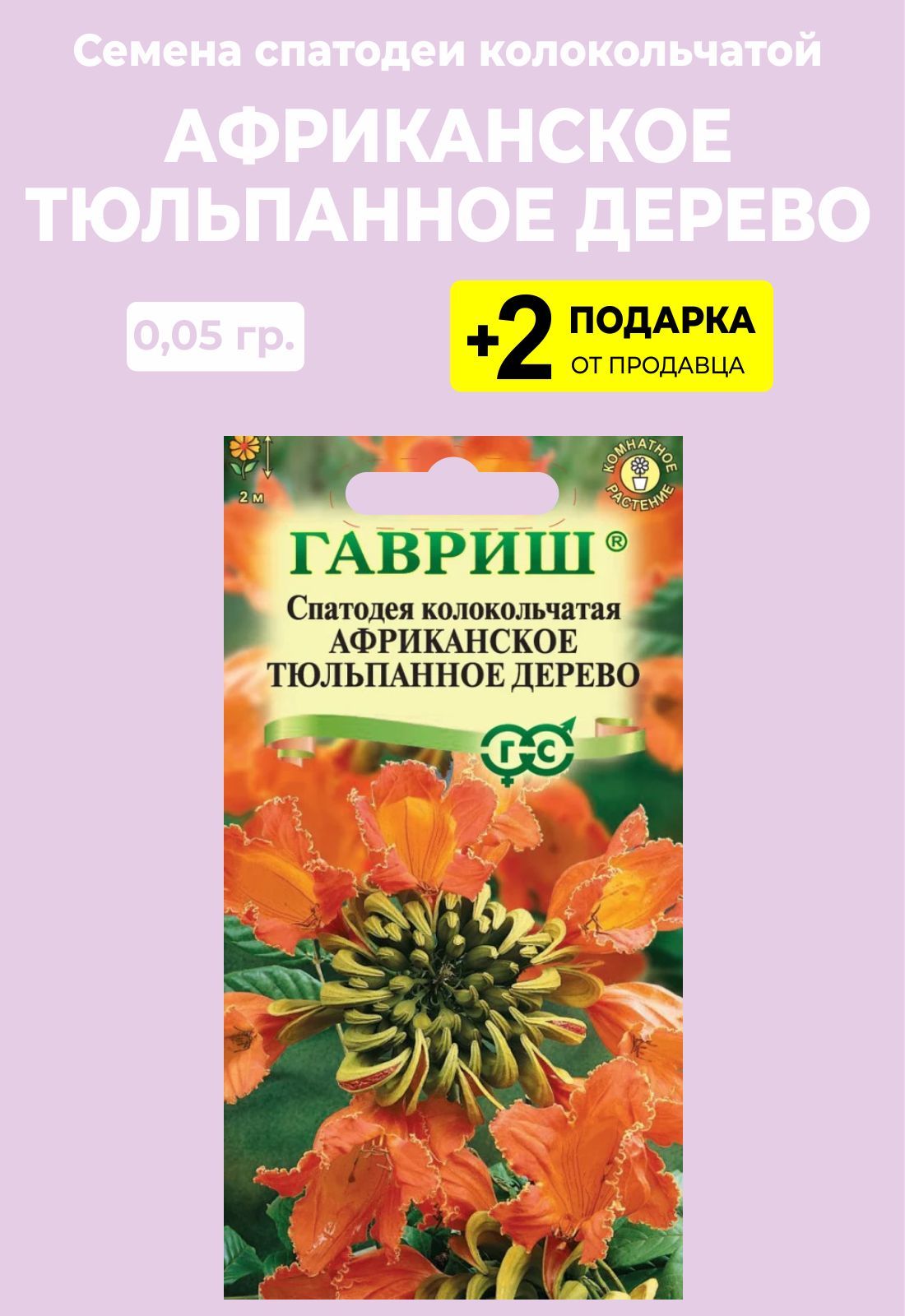 Дерево. Спатодея из семян форум. Спатодея африканское тюльпанное дерево гавриш. Тюльпановое. Тюльпановое.