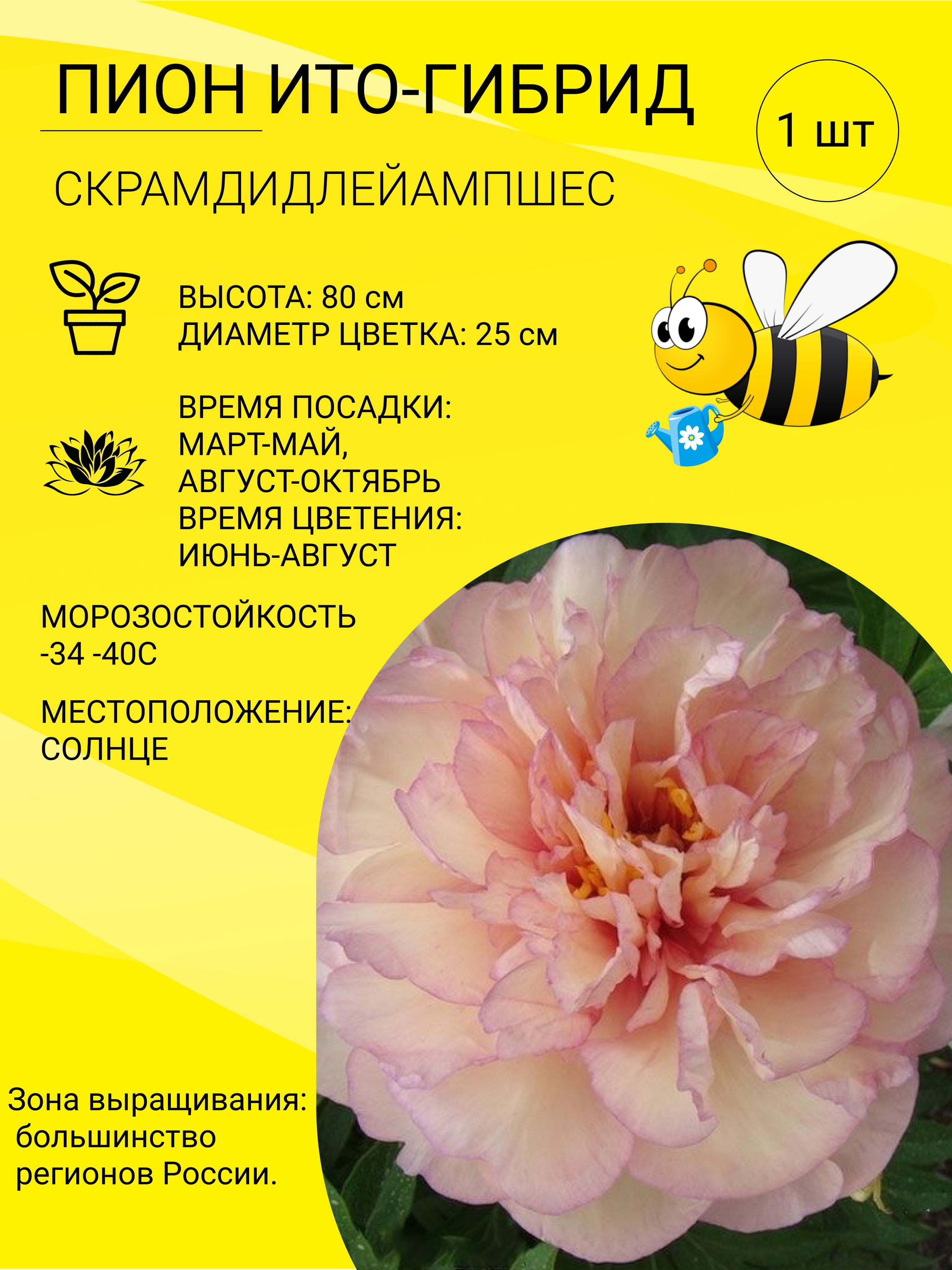 Пионы Гибридный пион_Скрамдидлей Ампшес - купить по выгодным ценам в  интернет-магазине OZON (1126878415)