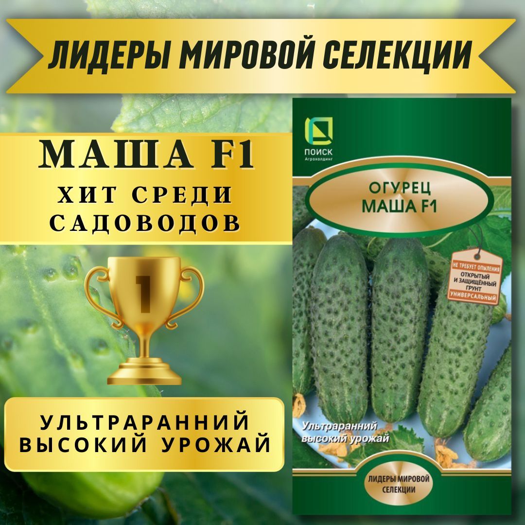 Огурцы Маша Отзывы Фото Урожайность