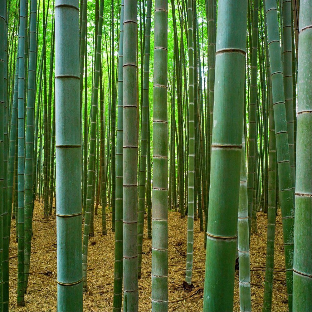 Бамбук Moso (лат. Phyllostachys edulis Moso) СЕМЕНА 40шт + подарочные семена