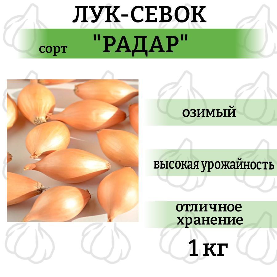 Радар описание сорта фото отзывы цена