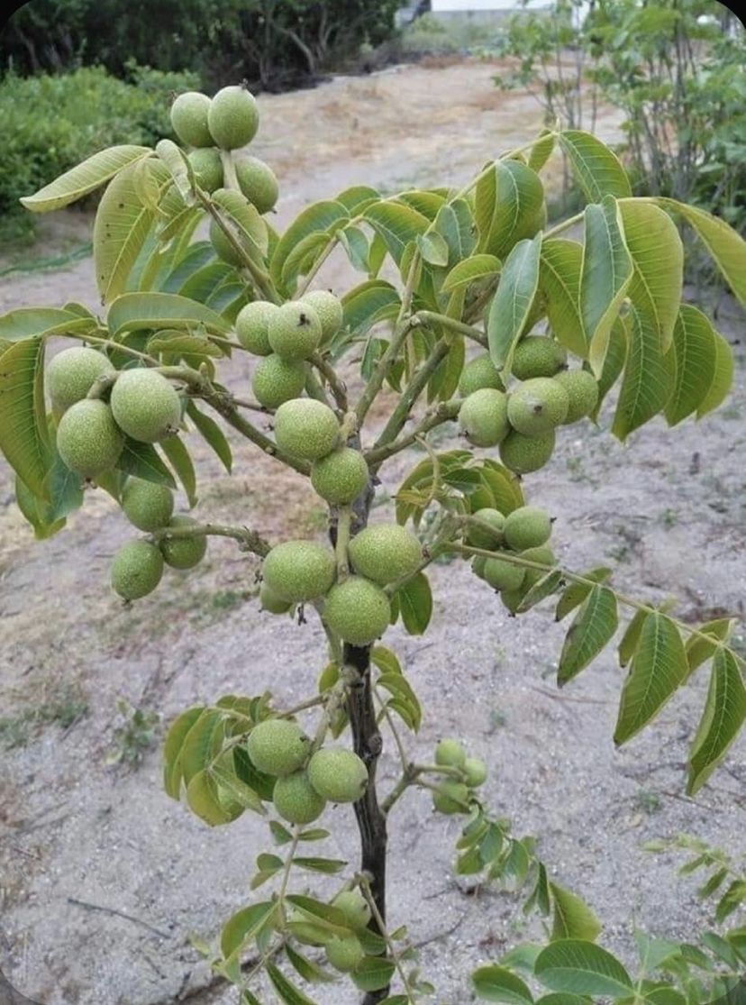 китайский грецкий орех фото