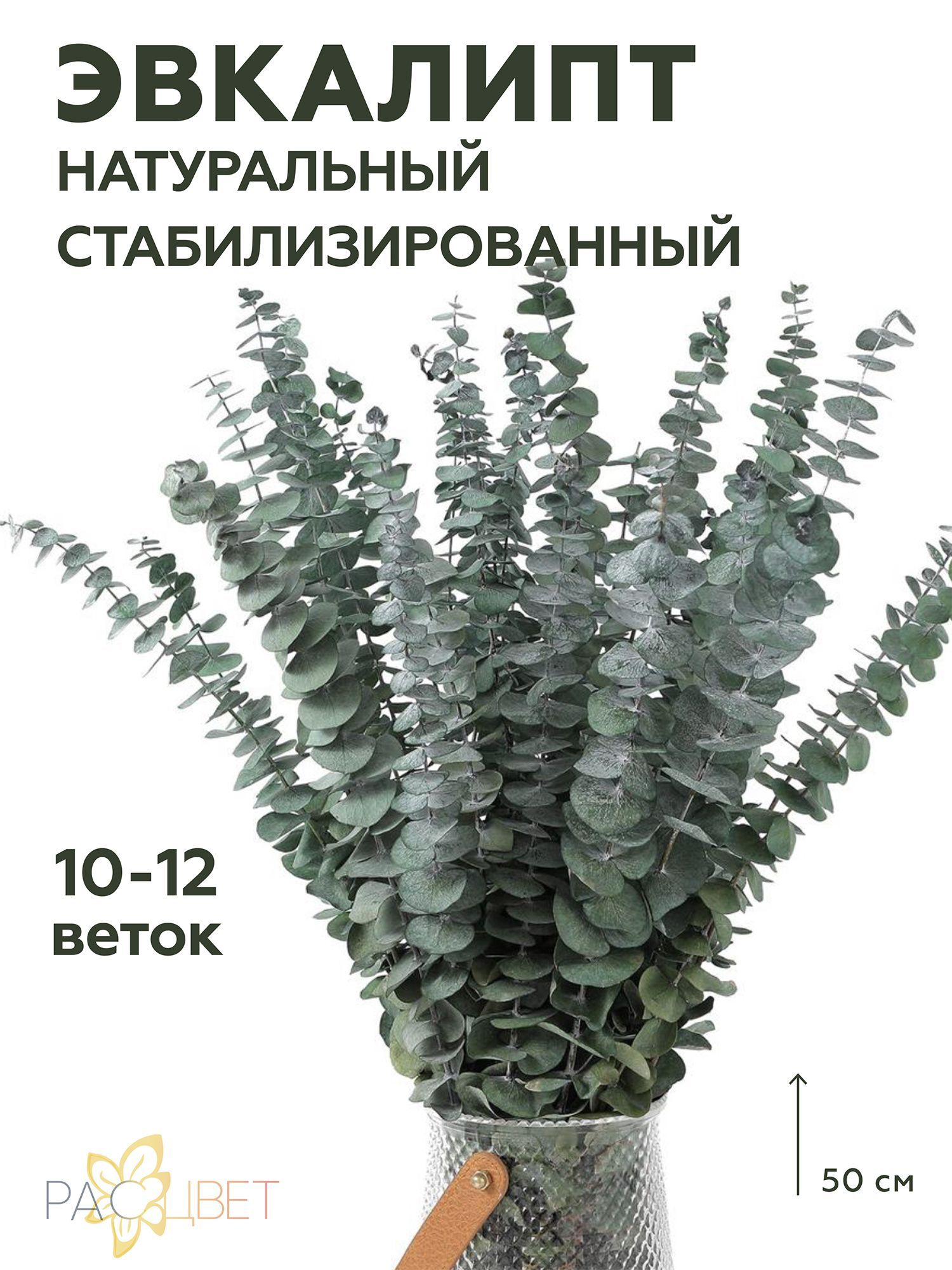 Сухоцветы РАСЦВЕТ Эвкалипт, 50 см, 120 гр купить по выгодной цене в  интернет-магазине OZON (227852453)