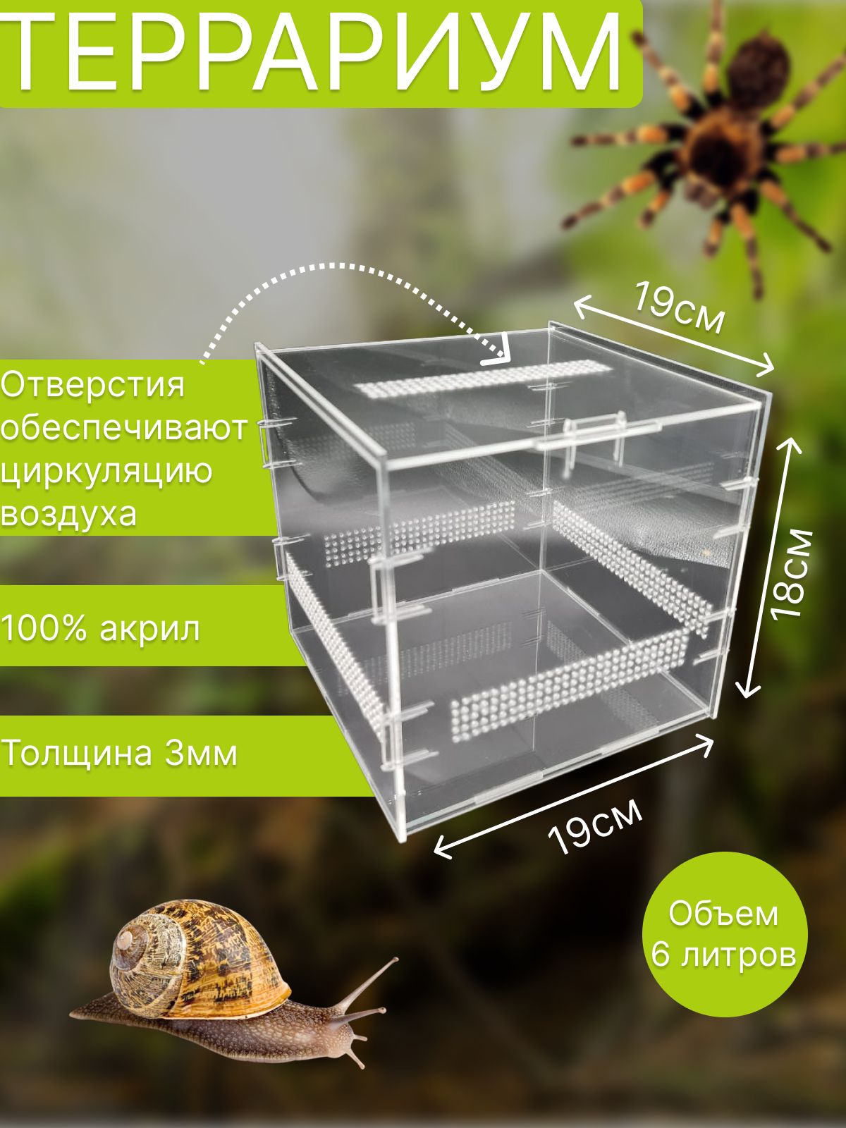 Палочник Маклея или австралийский палочник (Extatosoma tiaratum)